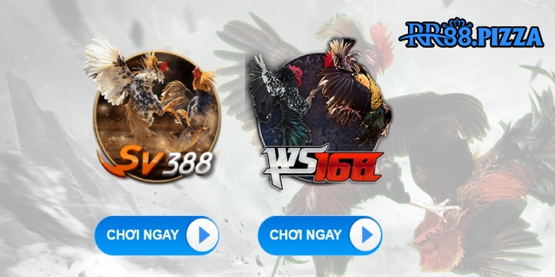 đá gà rr88 giới thiệu