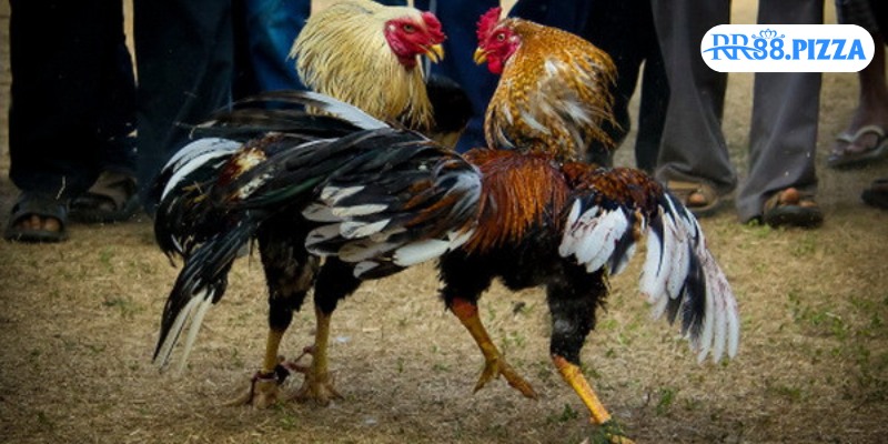 Tips dự đoán từ cao thủ sành sỏi